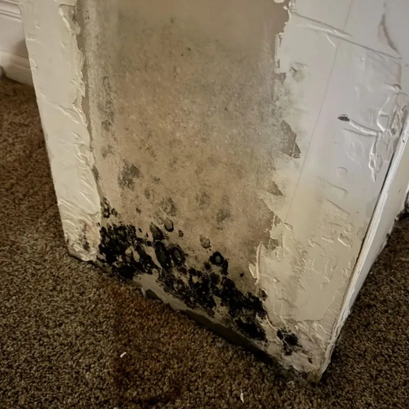 Professional Mold Removal in Eminence, MO